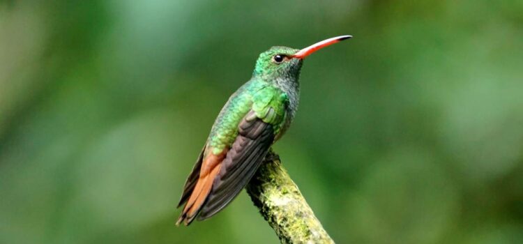 Más de 1,400 especies de aves se han extinguido de la Tierra – Metro Puerto Rico