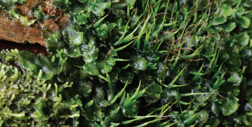 Briofitas: Pequeñas plantas con una gigante aportación a los bosques