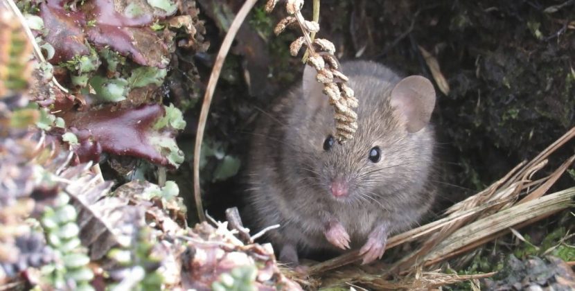 Buscan exterminar poblaciones de ratones en isla remota cerca de la Antártida