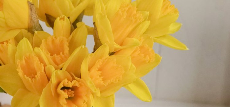 ¿Qué significa que te regalen flores amarillas este 21 de marzo?