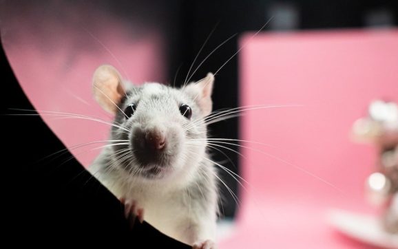 Nueva York reporta aumento de leptospirosis, una infección causada por orina de rata
