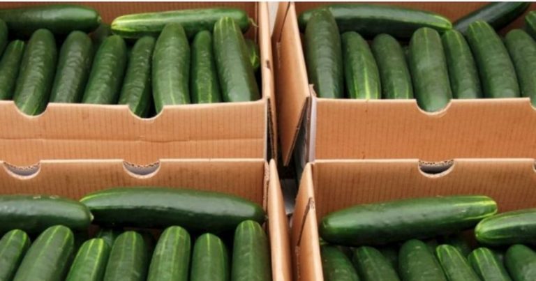 Brote de salmonela en Estados Unidos podría estar relacionado con pepinos retirados del mercado