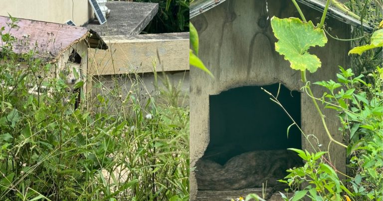 Policía investiga caso de maltrato animal en Morovis