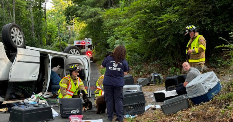 Se vuelca una camioneta que transportaba perritos en Connecticut