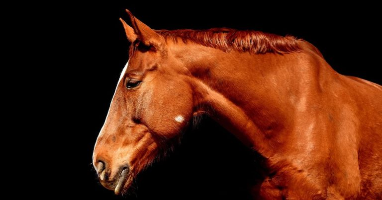 En riesgo fincas de crianza de caballos