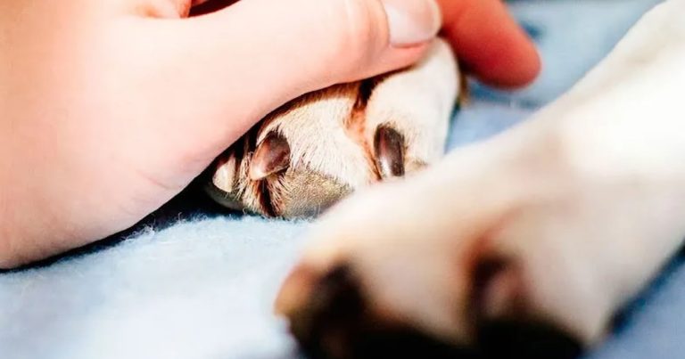 Anuncian grupo de apoyo para personas que han perdido a su mascota