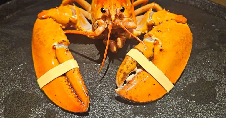 Crush, la langosta color naranja que aficionados de los Broncos salvaron de ser parte del menú