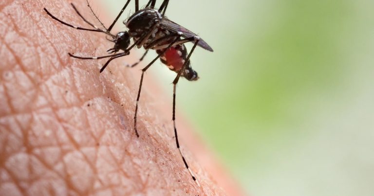 Casos de dengue en Estados Unidos alcanzan niveles históricos