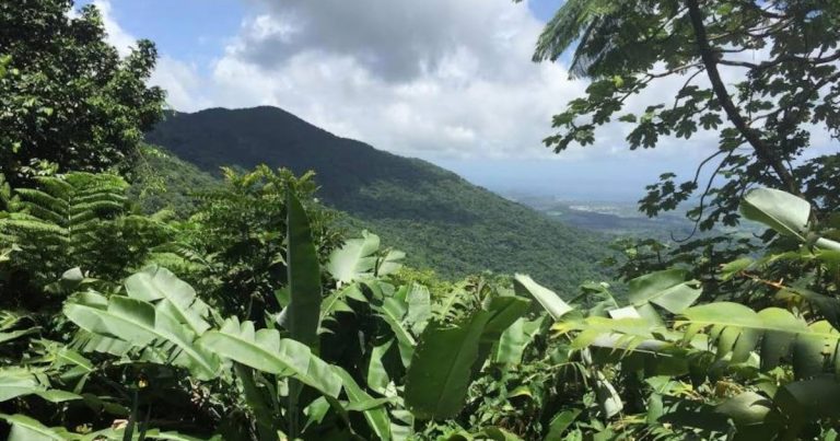 El Yunque permanecerá cerrado después del paso de Ernesto