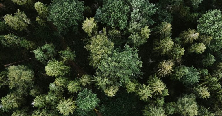 ¿Plantar árboles ayuda a acabará con el cambio climático? Bill Gates asegura que no