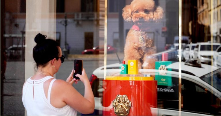 Dolce & Gabbana lanza perfume para perros, pero los veterinarios tienen sus dudas
