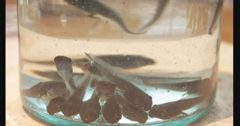 Viral en TikTok: El ‘agua de renacuajo’ es el último truco para perder peso de la Generación Z