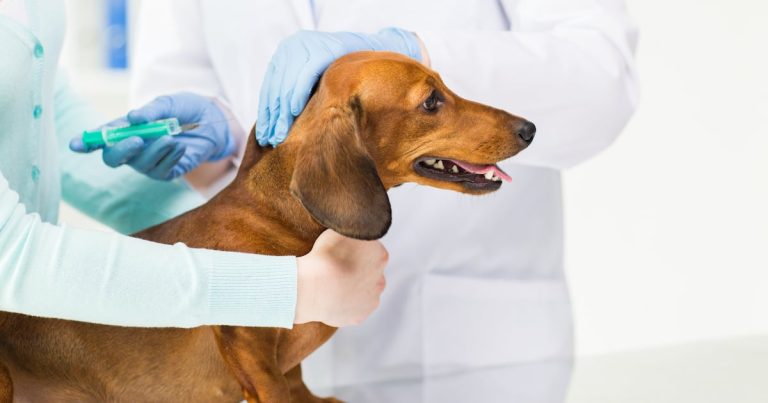 Anuncian feria de vacunación de perros y gatos en San Juan