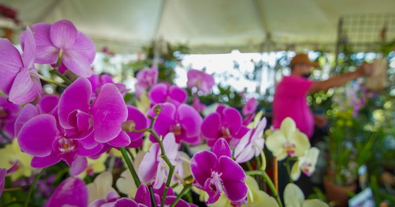 Cataño celebra Festival de las Orquídeas frente al mar