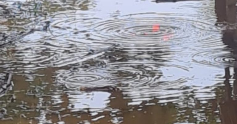 Rescatan a “curioso” que fue arrastrado por golpe de agua en Vega Alta