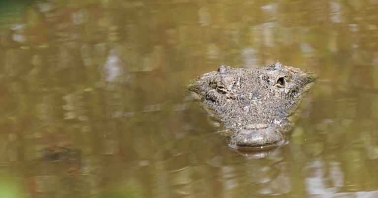 Cocodrilo ataca y hiere a empleado de zoológico en Jerusalén