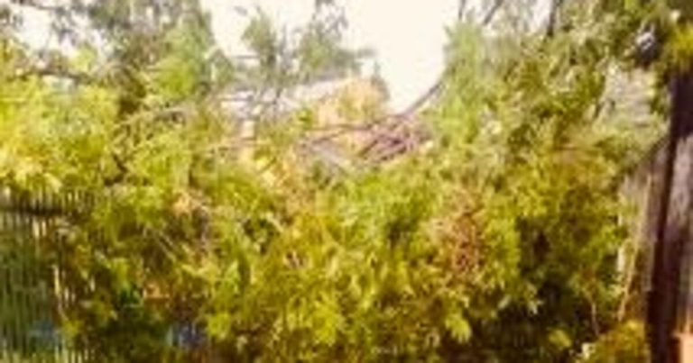 Residentes de Río Piedras preocupados por árbol caído sobre tendido eléctrico