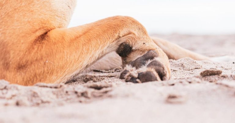 Un hombre es detenido luego de que se encontraron 10 perros muertos en una casa en Mississippi