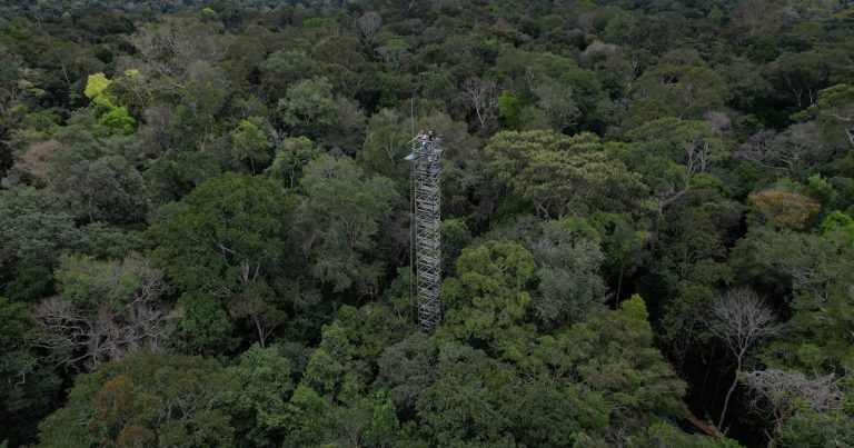 La Amazonia almacena carbono para el mundo, pero esa función está en riesgo, dice estudio