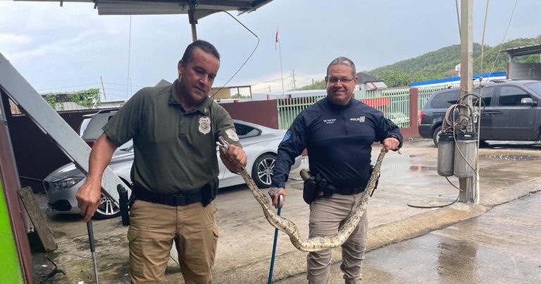 Capturan boa constrictor en Barceloneta