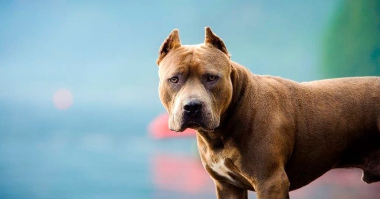 Perros matan a bebé en vivienda en Nueva York