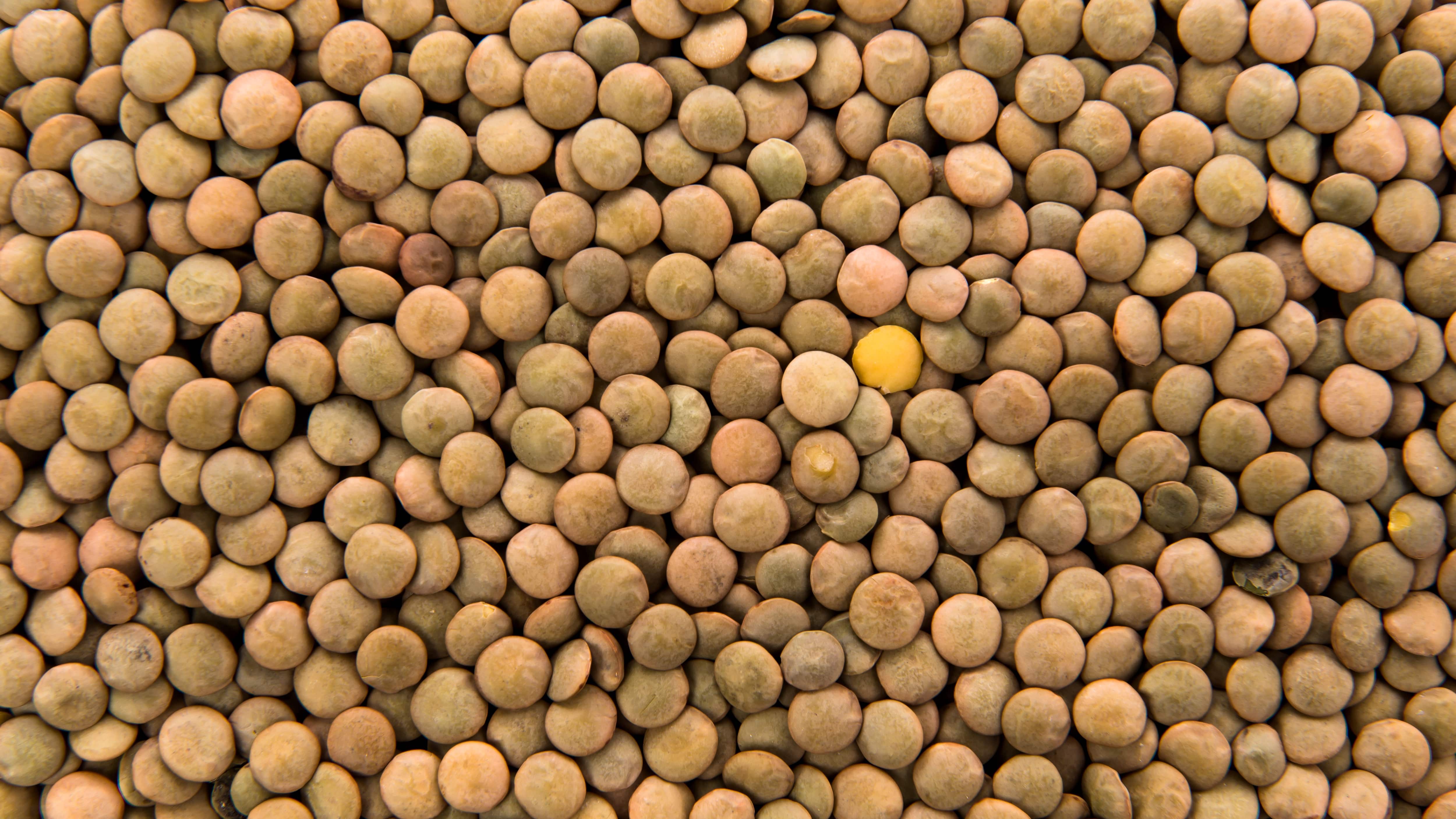 Las lentejas contribuyen a reducir el colesterol, favorecer el aumento de masa muscular, fortalecer el sistema inmunológico y prevenir la anemia. Foto: Freepik.