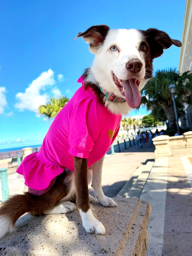 Toy Doggie presenta “Estampa Navideña”.