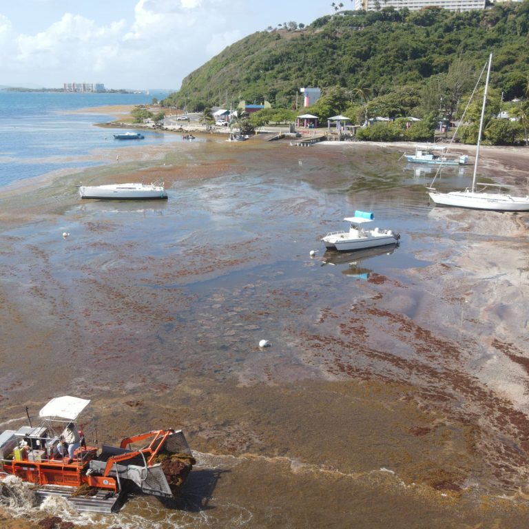 DRNA anuncia preparativos para nueva temporada de sargazo