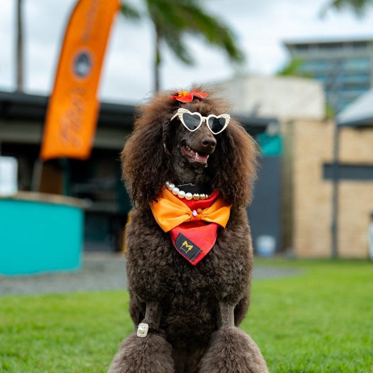 Vuelve el evento ‘Bark & Play’ para celebrar el ‘Pet Day’