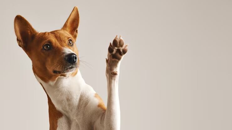 Adopta un perro en Isabela: así es el proceso