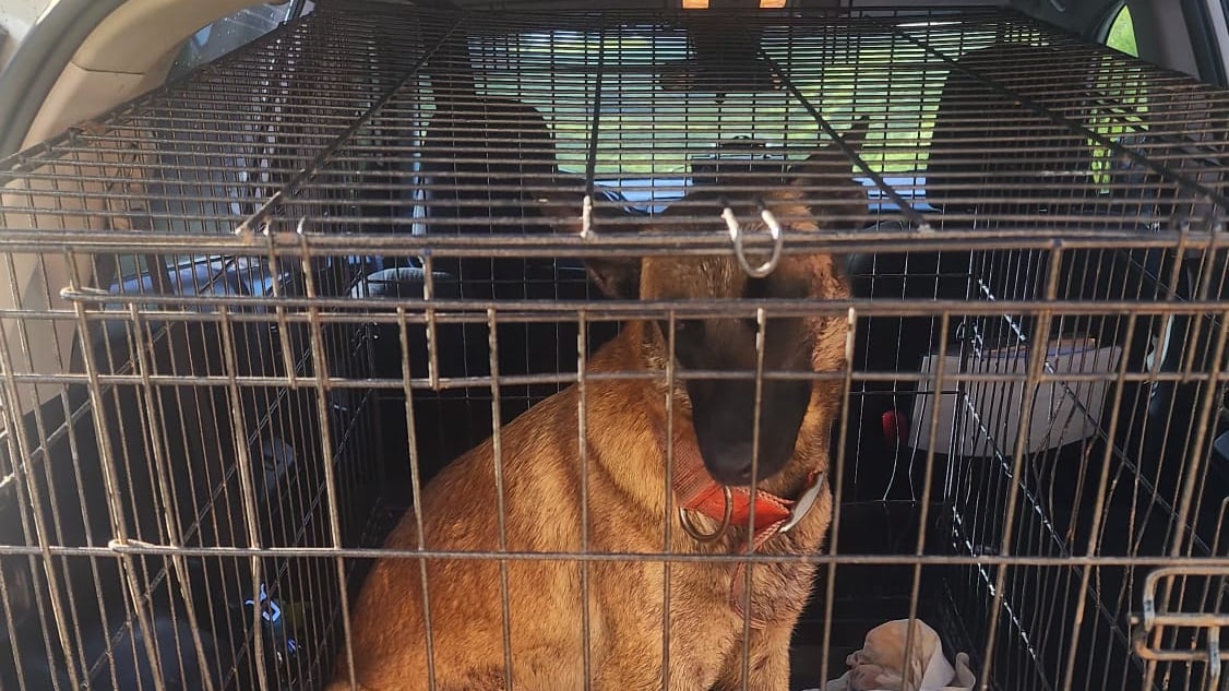 Perro rescatado en Moca.