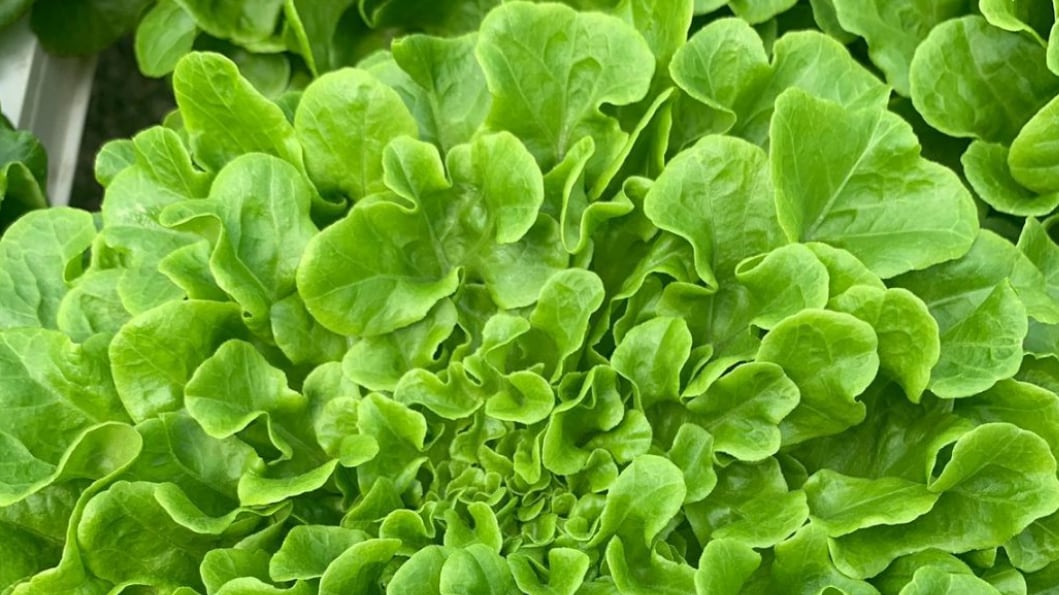 Salanova Lettufresh: frescura local que nutre, cuida y transforma la mesa