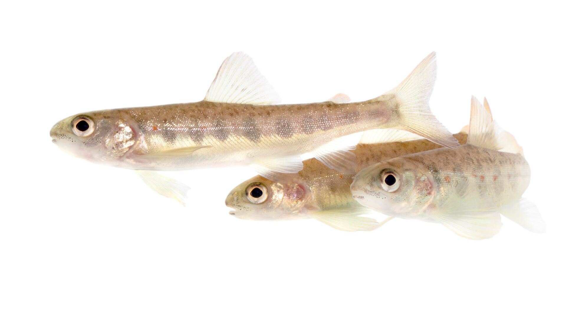 Contaminación por cocaína altera el comportamiento del salmón, según estudio